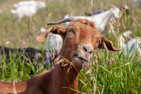 Goats eating up weeds in a Calgary park as part of the city's targeted grazing…
